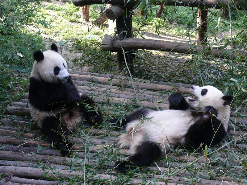 Pandas (019).jpg